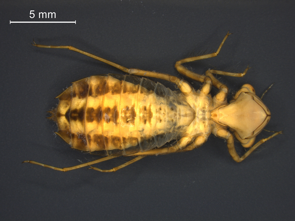 Leucorrhinia rubicunda